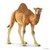 14832 schleich Dromedaris 3+ 