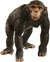 14883 schleich WILD LIFE Chimpansee 3+