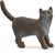 13973 schleich Britse Korthaar Kat 