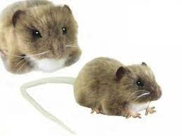Hansa Creation Piepkleine Bruine Rat 12cm