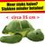 Pluche Schildpad Knuffel Groen circa 35cm 