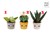 Take Me Home Pluche Plant circa 19-27cm Assorti  Modellen 