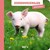 de Ballon Dierenvriendjes boek Babydieren 12mnd+